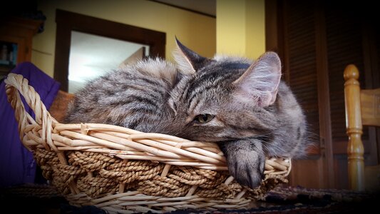 Kitty in basket kitten kitten in basket