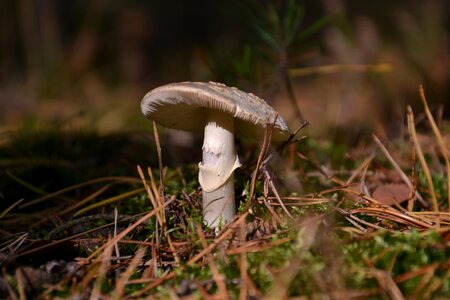 Mushrooms autumn litter photo