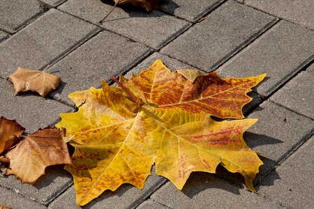 Yellow leaf the leaves