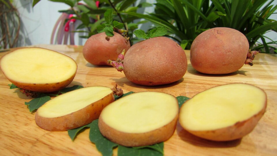 Science west potato potatoes