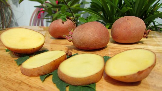 Science west potato potatoes