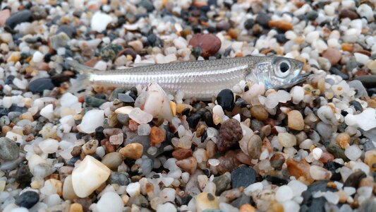 Sand stones small fish