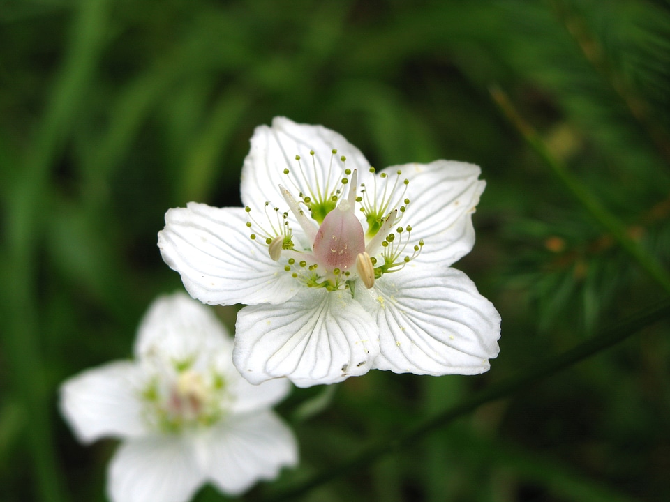Plant flowers summer
