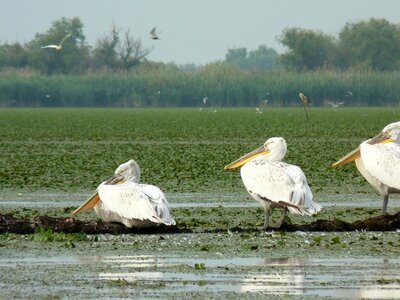 Danube animal nature