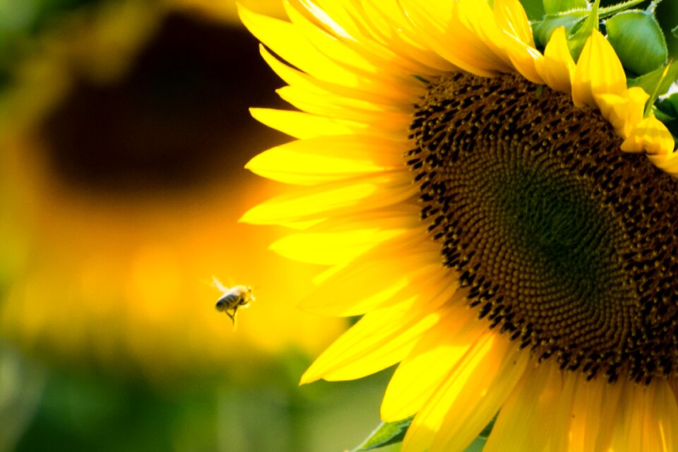 Flower nature sunny