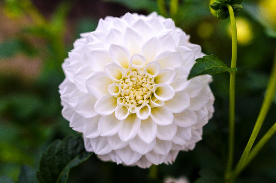 Flower white