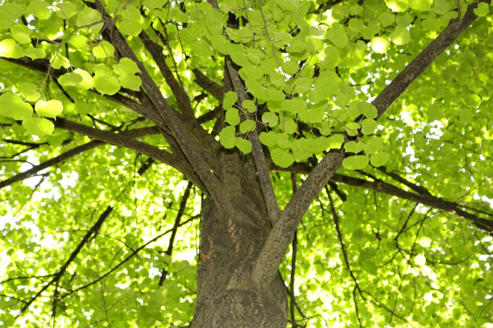 Trees summer russia