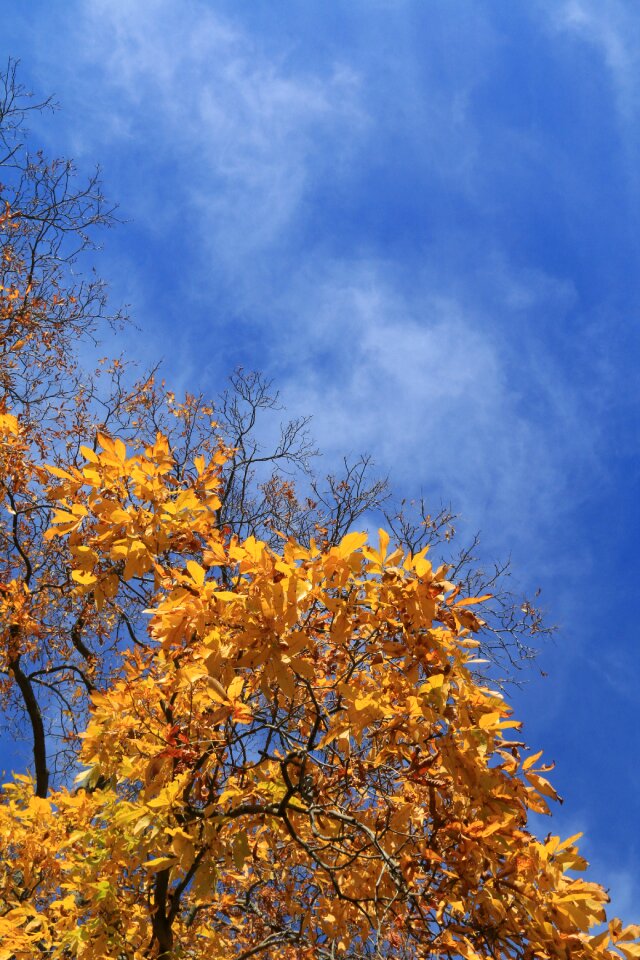 Leaves sky photo