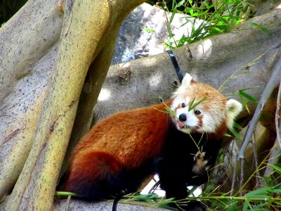 Cute animal world fluffy