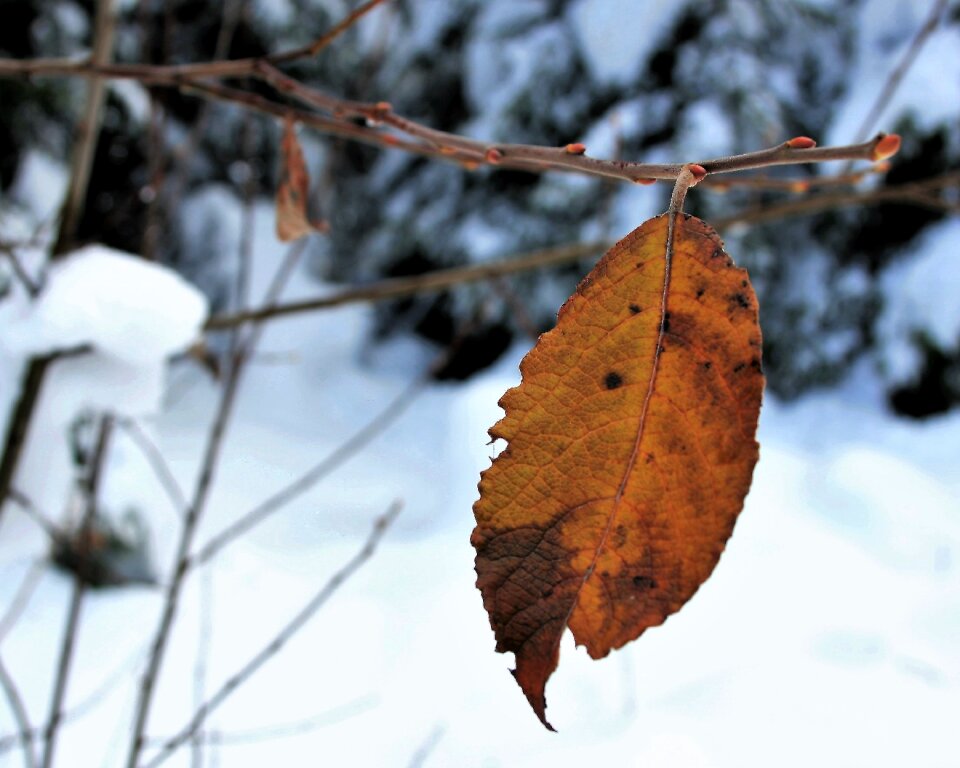 Yellow leaf the alps mountains