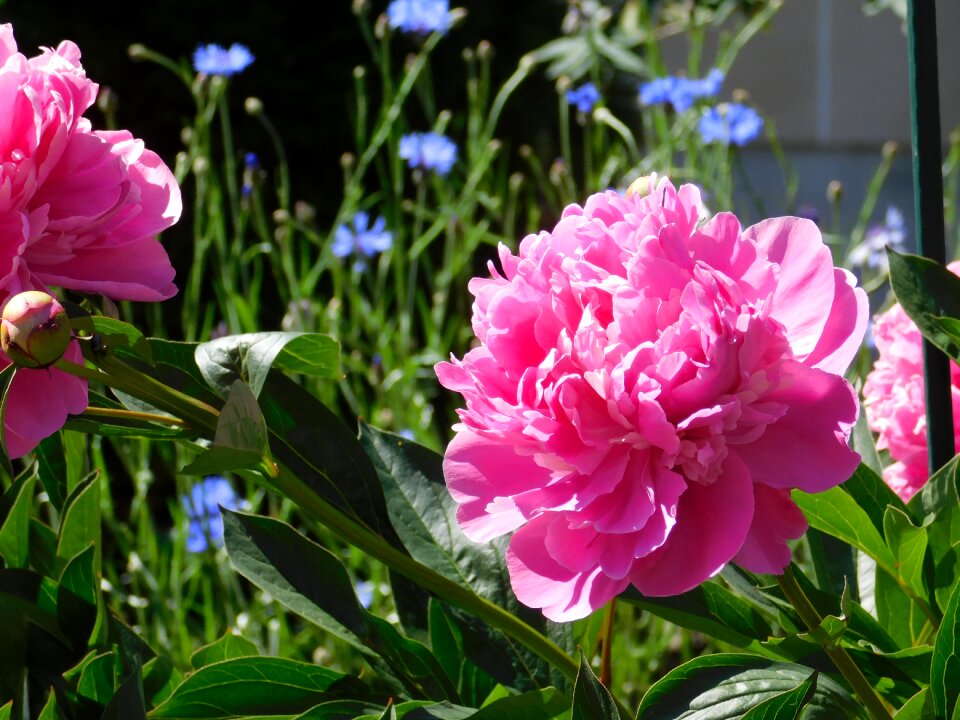 Floral nature spring