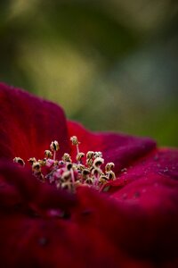 Fine details nature