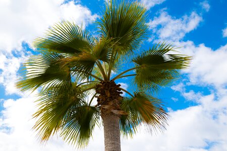 Palm tree sky travel photo