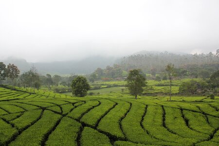 Bandung landscape forest photo