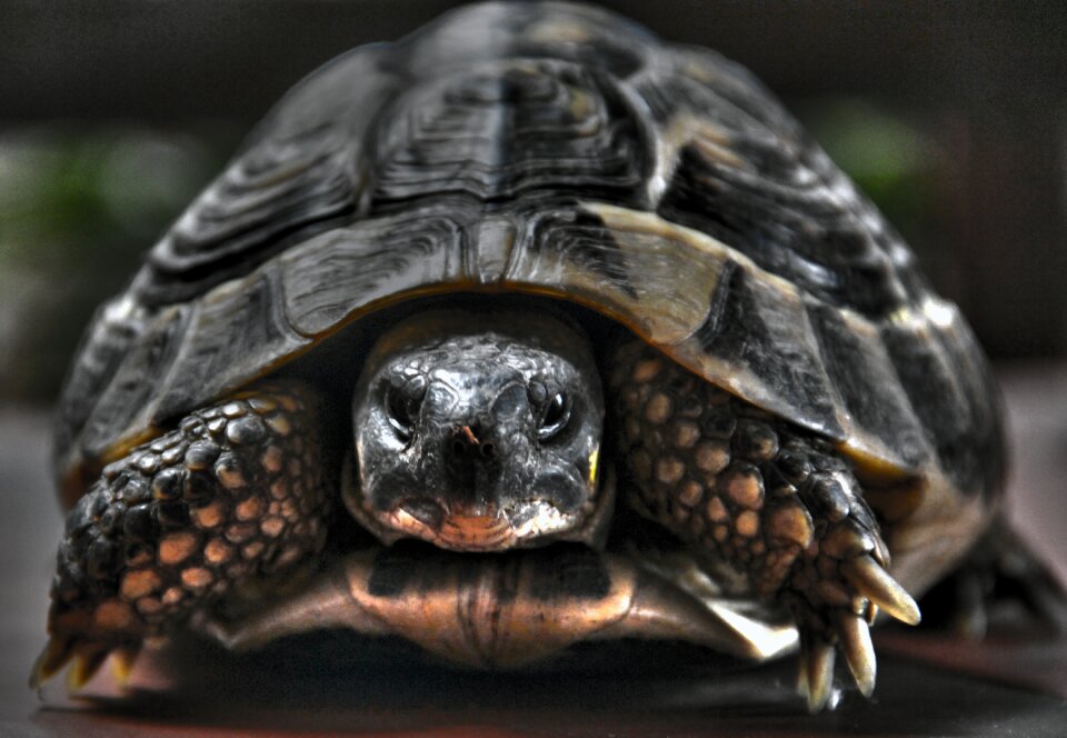 Wild tortoise animal