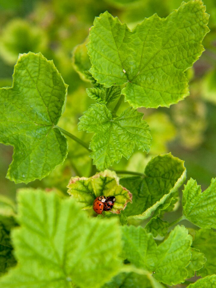 Pairing beetle insect