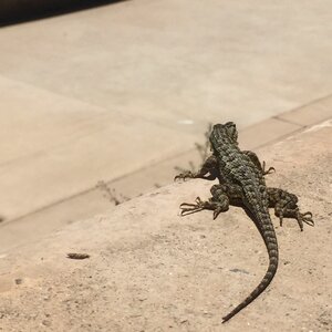 Nature reptile brown dragon