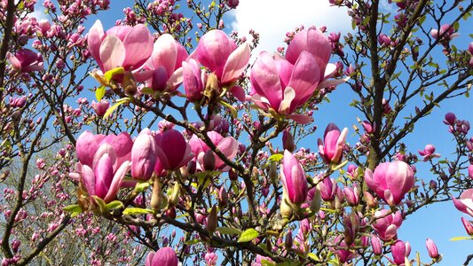 Blossom bloom flowers photo