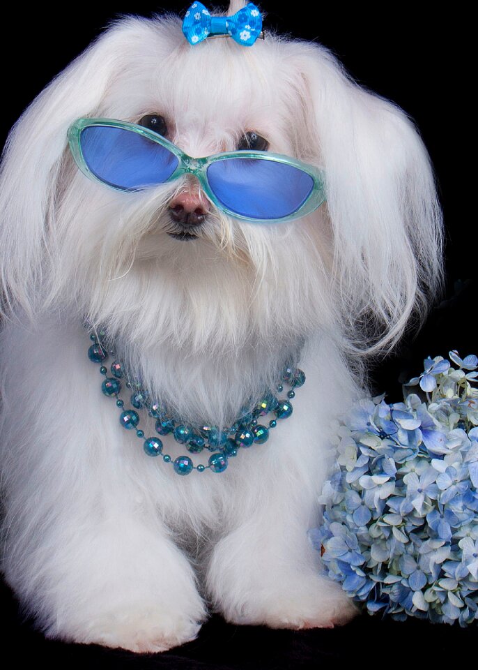 Pet malts glasses