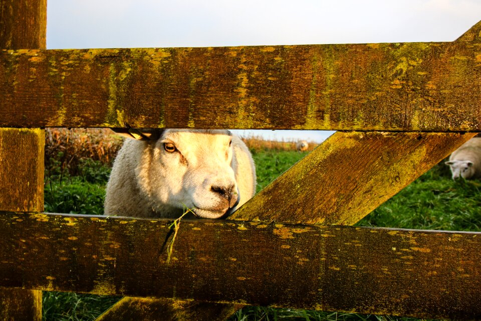 Animals autumn curious