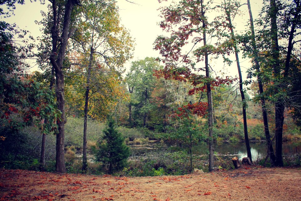 Creek pond nature