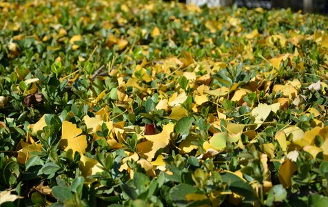 Ginkgo winter late autumn