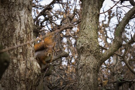 Animal autumn photo