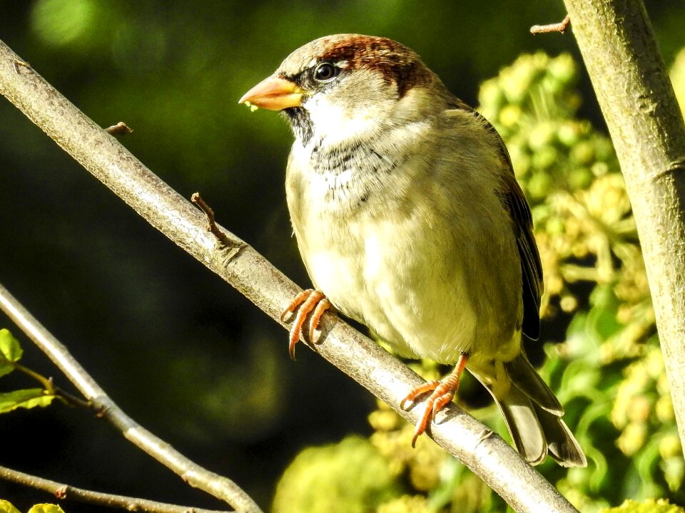 Songbird garden bird nature