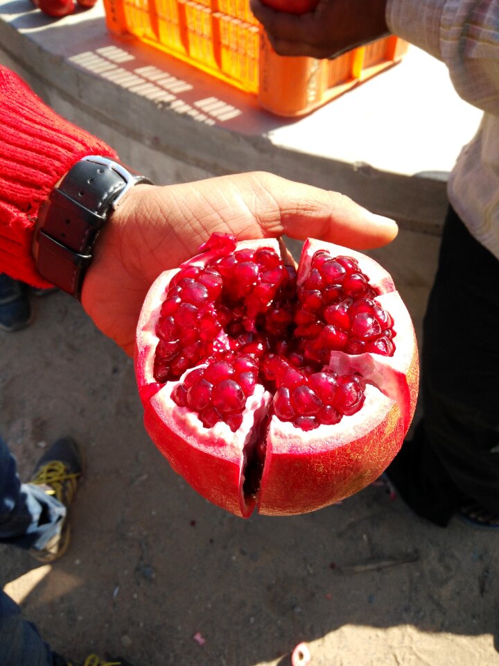 Ripe pomegranate garden fresh pomegranate