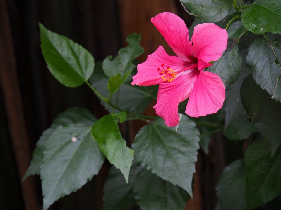Flowers nature garden