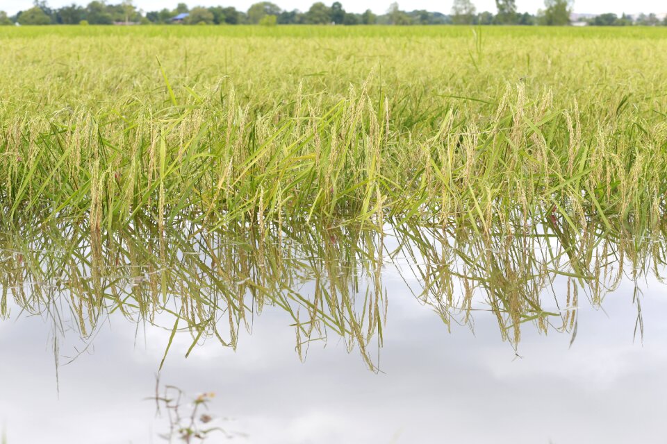 Flooded rice fields rice rice plant