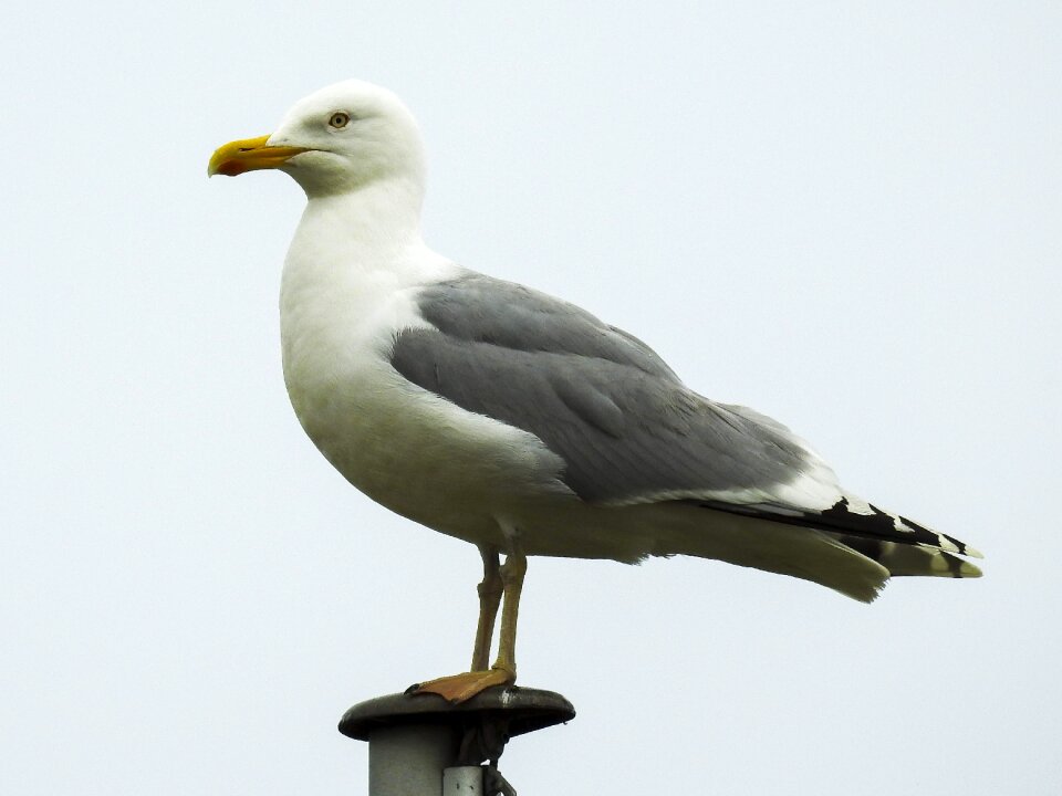 Nature animal bird
