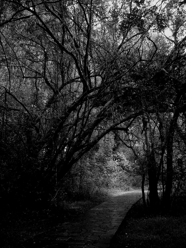 Path forest nature