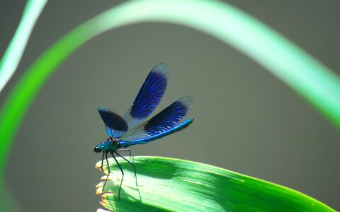 Wings macro blue