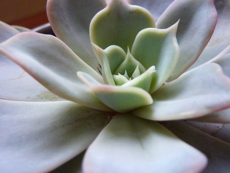 Plant thick sheet greenhouse succulent plant