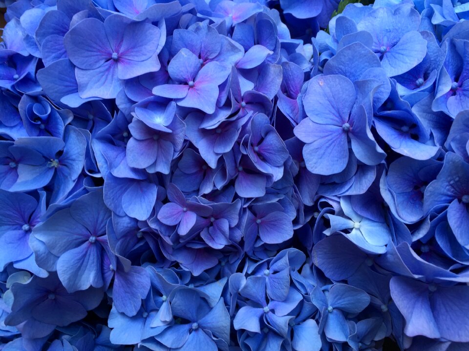 Flowers hortensia photo