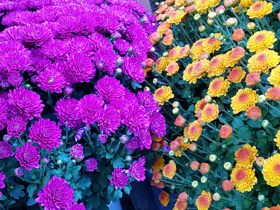 Pink fall flowers nature