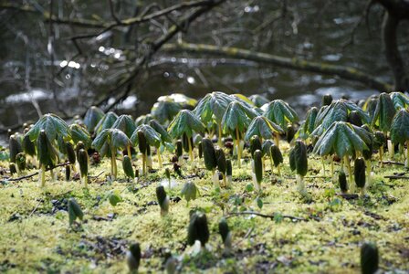 Nature forest floor plant