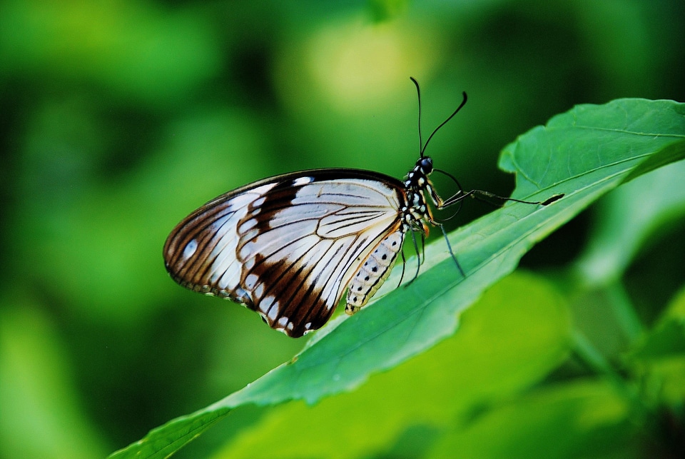 Colorful insect nature