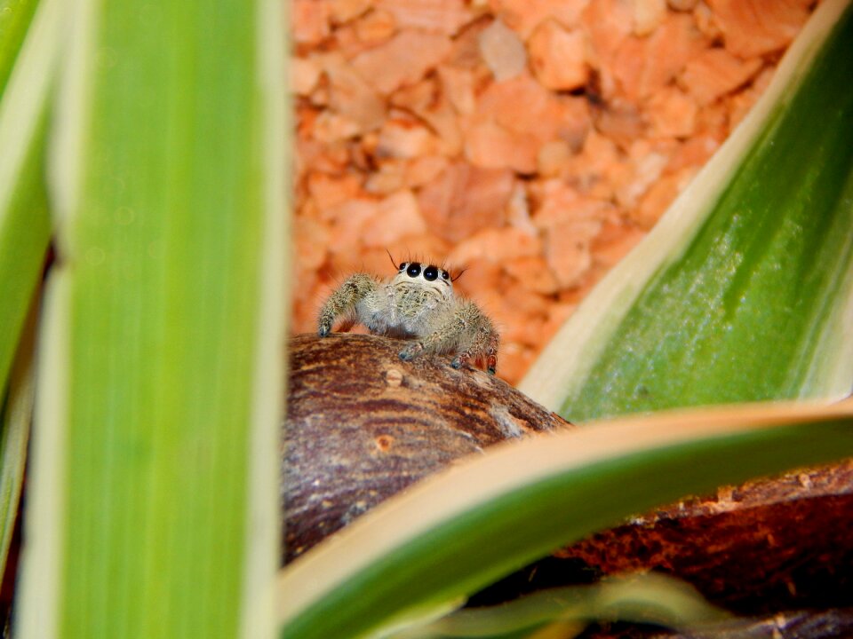 Spider jumping spider small spider