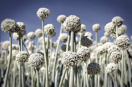 Garlic blue grey