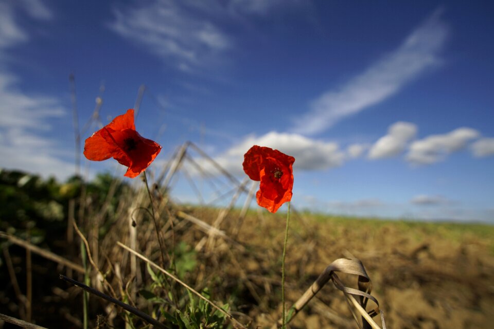 Klatschmohn plant nature