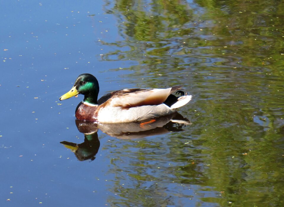 Beak waterfowl swim