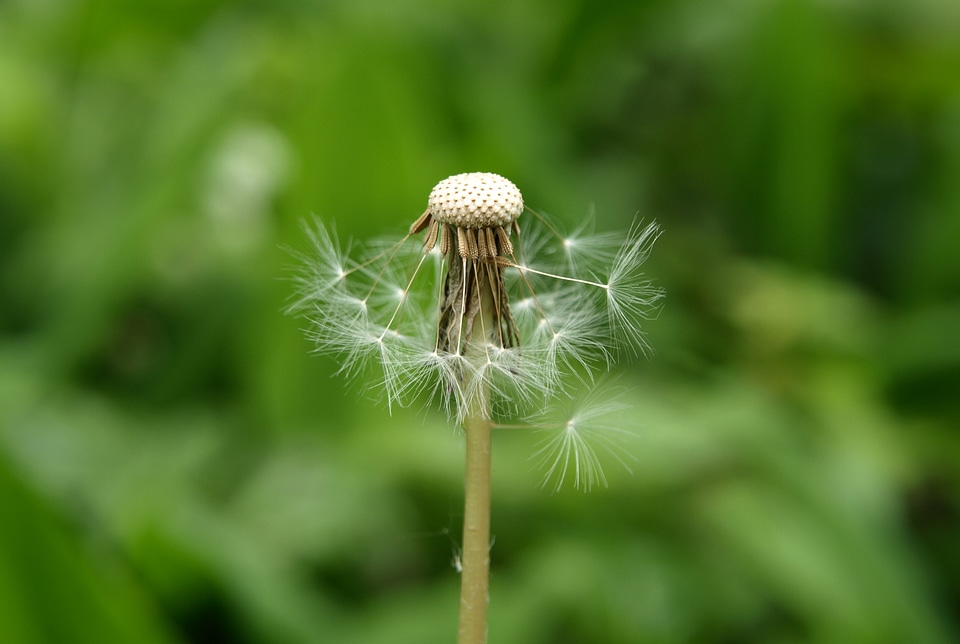 Faded pointed flower boll