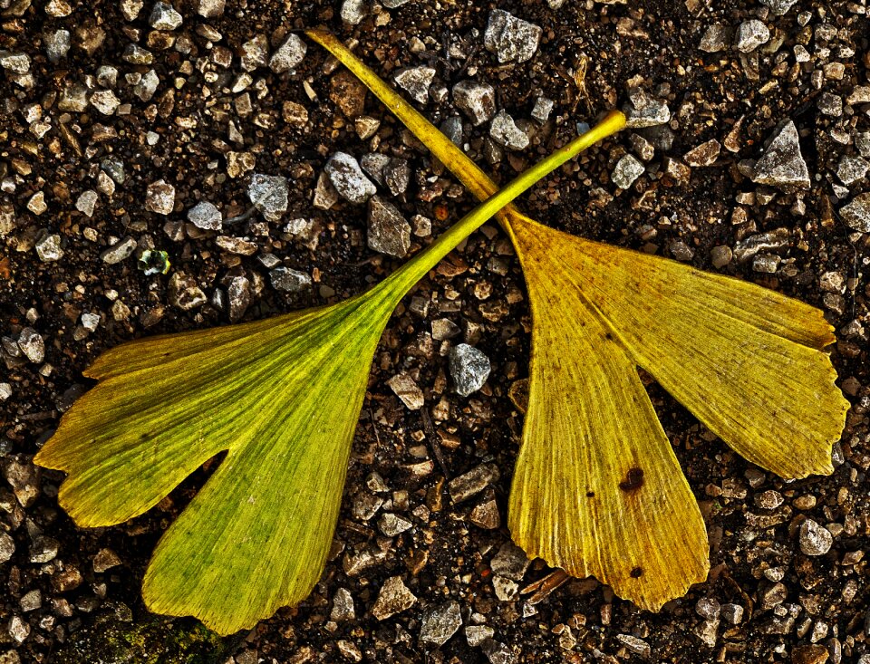 Fall color gingko autumn leaf