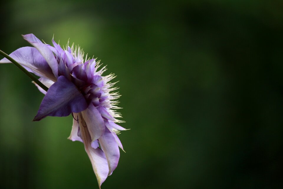Bloom purple plant