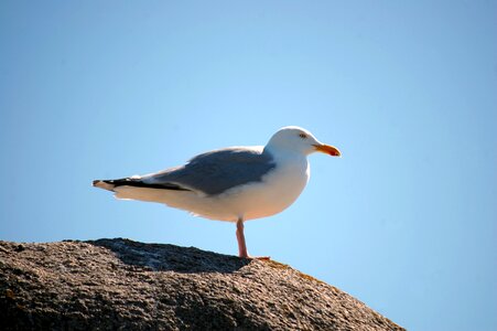 Bird sea seagull photo