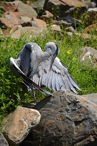 Animal artis holland