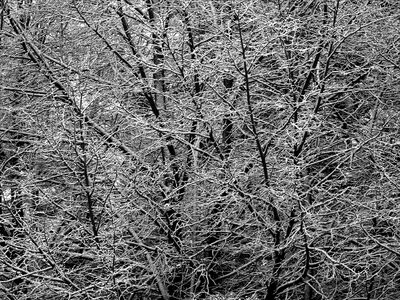 Frost snow frozen photo