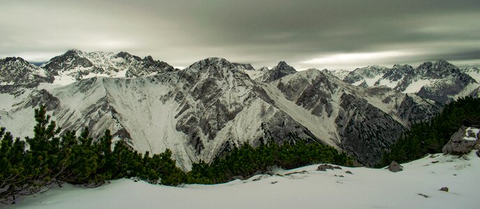 Mountains dwarf pine austria photo